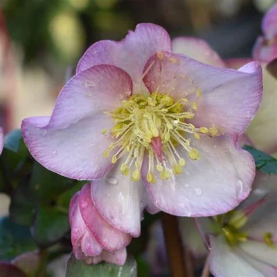 Helleborus 'HGC Ice N' Roses Rose' – Hunyor