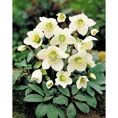 Helleborus niger – Fekete hunyor
