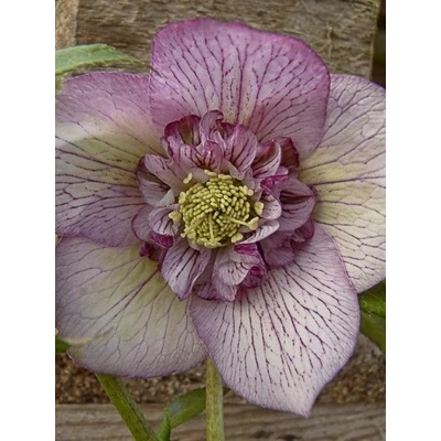 Helleborus orientalis 'Anemone Pink' – Keleti hunyor
