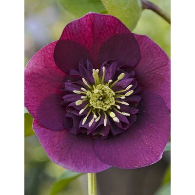 Helleborus orientalis 'Anemone Red' – Keleti hunyor