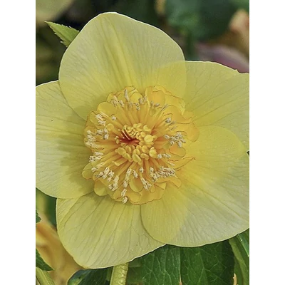 Helleborus orientalis 'Anemone Yellow' – Keleti hunyor