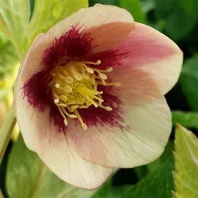 Helleborus 'Single Apricot' – Hunyor
