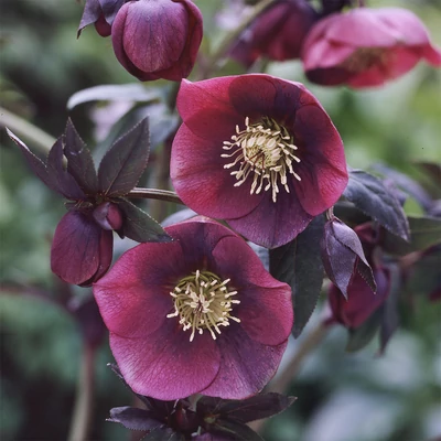 Helleborus 'Single Red' – Hunyor
