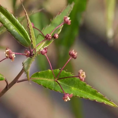 Helwingia chinensis