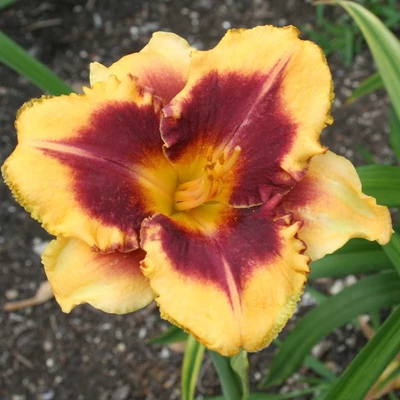 Hemerocallis 'Eye On America' – Sásliliom