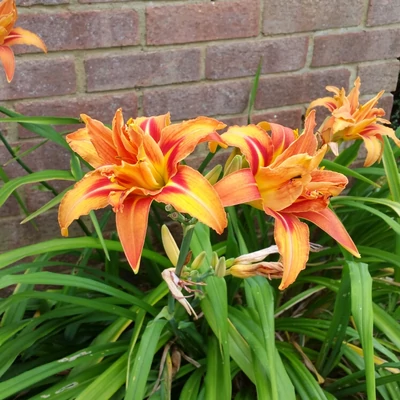 Hemerocallis fulva 'Kwanso' – Sásliliom