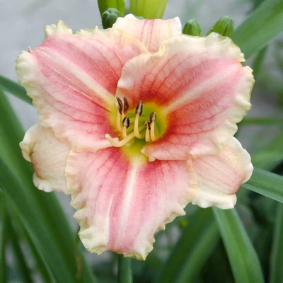 Hemerocallis 'Little Anna Rosa' – Sásliliom
