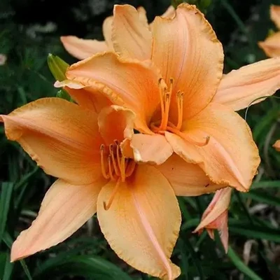 Hemerocallis 'Ruffled Apricot' – Sásliliom
