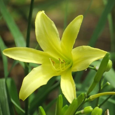 Hemerocallis altissima – Sásliliom