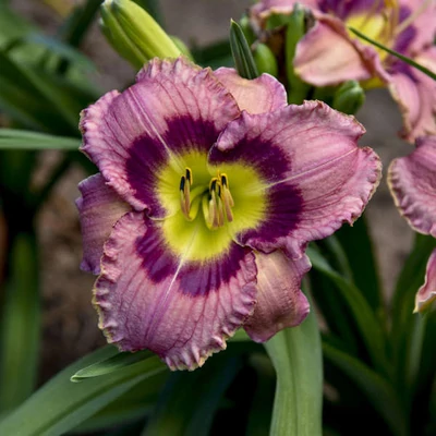 Hemerocallis 'Always Afternoon' – Sásliliom