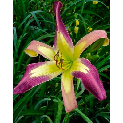 Hemerocallis 'Applique' – Sásliliom