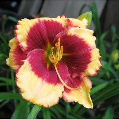 Hemerocallis 'Aragon' – Sásliliom