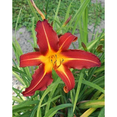 Hemerocallis 'Autumn Red' - Sásliliom