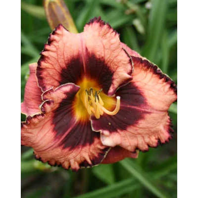 Hemerocallis 'Awesome Blossom' – Sásliliom