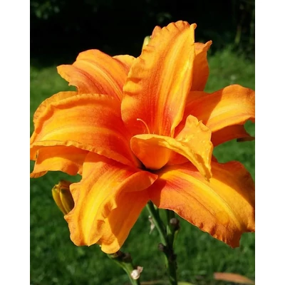 Hemerocallis 'Bandolero' – Sásliliom