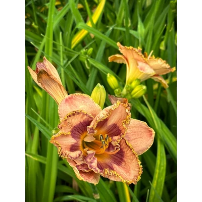 Hemerocallis 'Beachy Keen' – Sásliliom