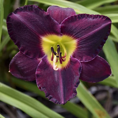 Hemerocallis 'Bela Lugosi' – Sásliliom