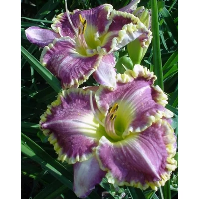 Hemerocallis 'Bestseller' – Sásliliom