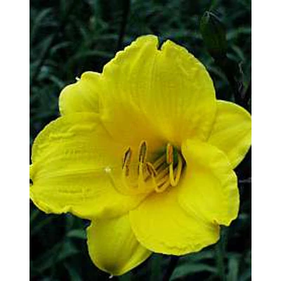 Hemerocallis 'Bitsy' – Sásliliom