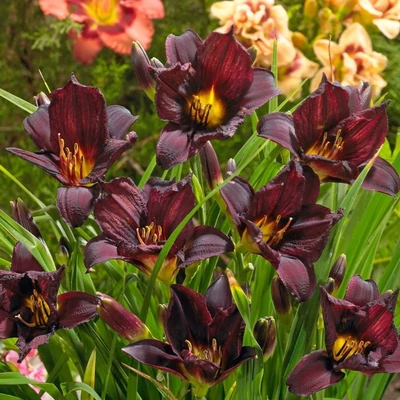 Hemerocallis 'Black Emanuelle' – Sásliliom