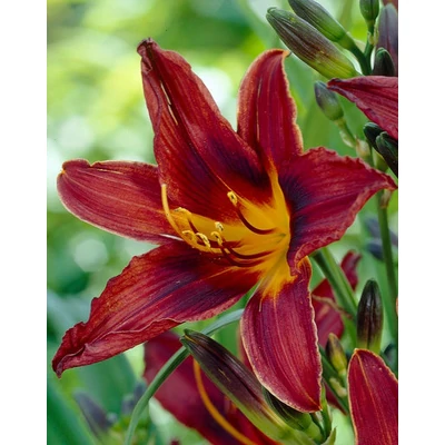 Hemerocallis 'Black Prince' – Sásliliom