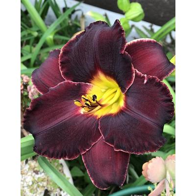Hemerocallis 'Black Stockings' – Sásliliom