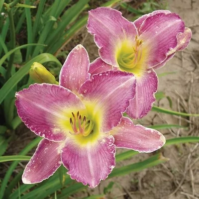 Hemerocallis 'Blue Nile' – Sásliliom