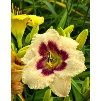 Hemerocallis 'Blueberry Candy' – Sásliliom