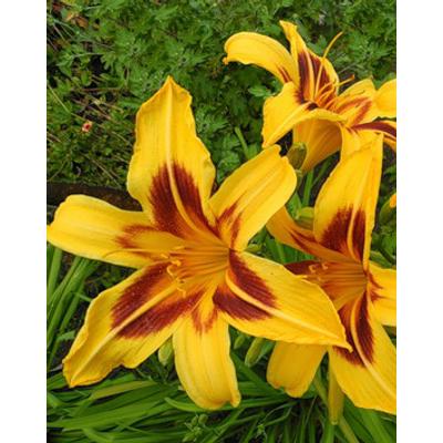 Hemerocallis 'Bonanza' - Sárga-barna sásliliom