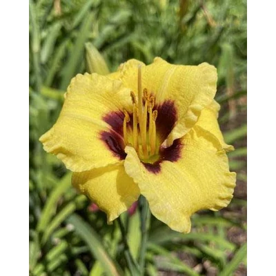 Hemerocallis 'Bumble Bee' – Sásliliom