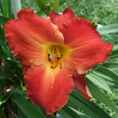 Hemerocallis 'Carolyn Hendrix' – Sásliliom