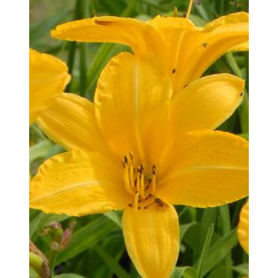 Hemerocallis 'Cartwheels' - Sásliliom
