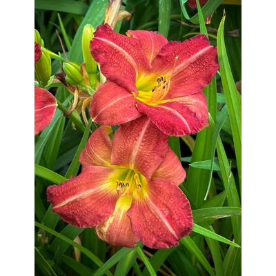 Hemerocallis 'Chicago Cardinal' – Sásliliom