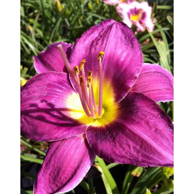 Hemerocallis 'Chicago Royal Robe' – Sásliliom