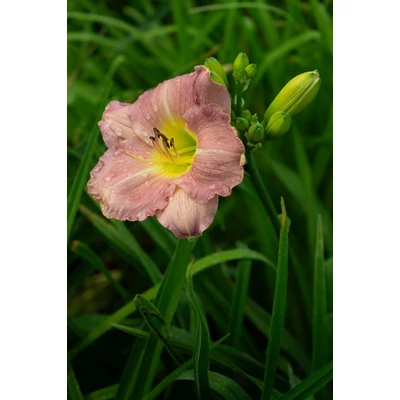 Hemerocallis 'Children's Festival' – Sásliliom