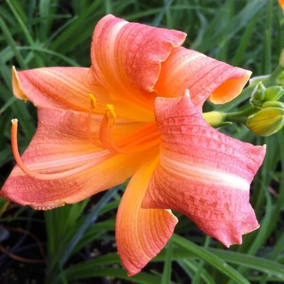 Hemerocallis 'Children's Festival' – Sásliliom