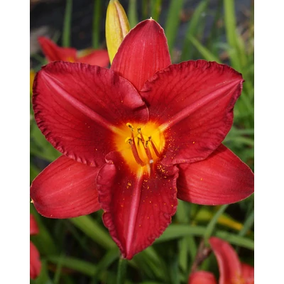 Hemerocallis 'Cologne Rocket' – Sásliliom