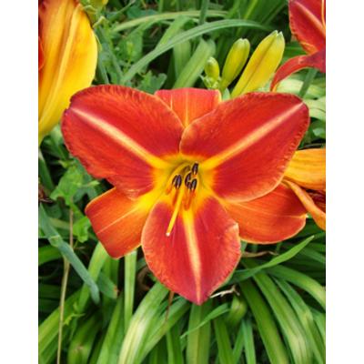 Hemerocallis 'Columbus' – Sásliliom
