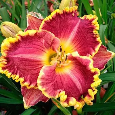 Hemerocallis 'Daria' – Sásliliom
