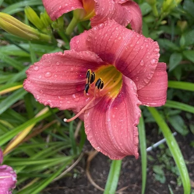 Hemerocallis 'Decatur Cherry Smash' – Sásliliom