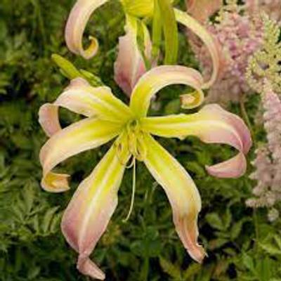 Hemerocallis 'Desert Icicle' – Sásliliom