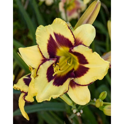 Hemerocallis 'El Desperado' – Sásliliom