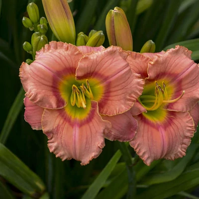 Hemerocallis 'Elegant Candy' – Sásliliom