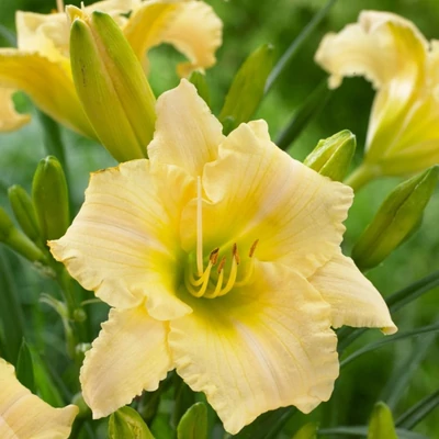 Hemerocallis EverDaylily 'Cream'® – Sásliliom