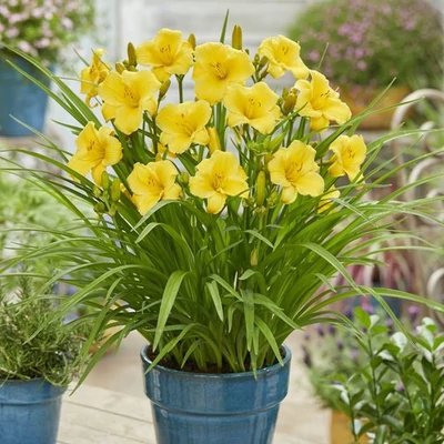 Hemerocallis EverDaylily 'Gold'® – Sásliliom
