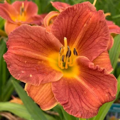 Hemerocallis EverDaylily 'Orange'® – Sásliliom