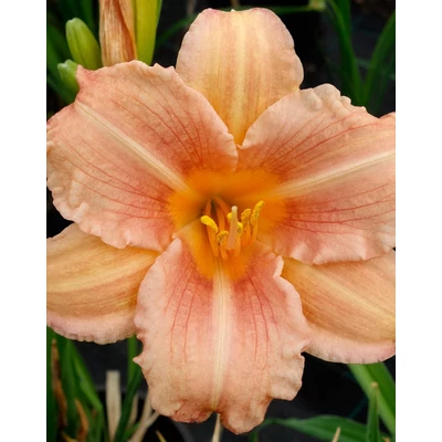 Hemerocallis 'Every Daylily Pink Wing' – Sásliliom