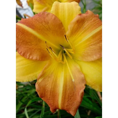 Hemerocallis EveryDaylily™ 'Punch Yellow®' – Sásliliom