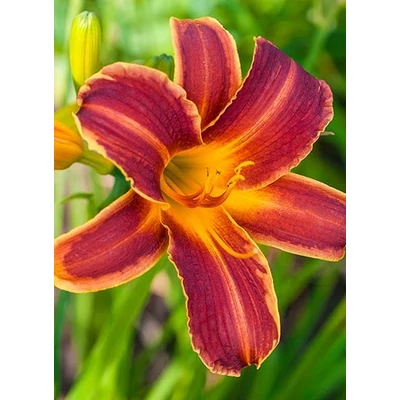 Hemerocallis EveryDaylily™ 'Red Rib®' – Sásliliom