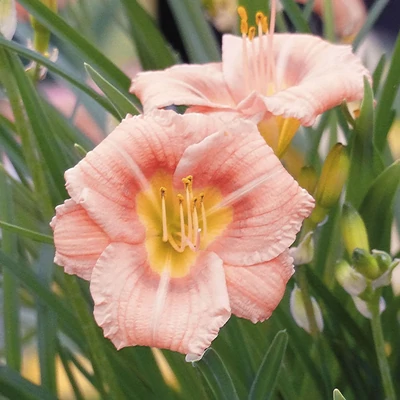 Hemerocallis EveryDaylily™ 'Rose®' – Sásliliom